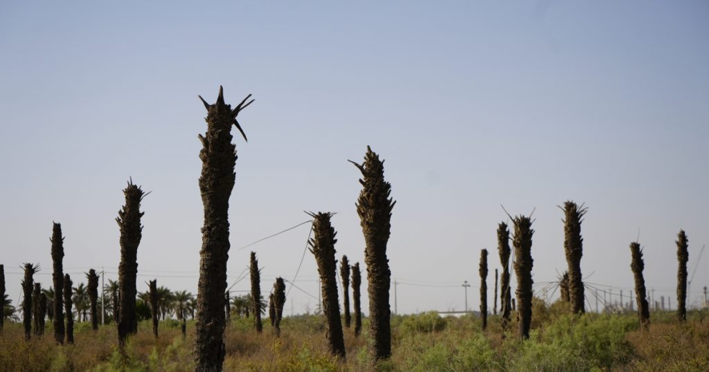 Local weather change ravages Iraq as palm timber make manner for desert | Local weather Disaster Information